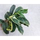 Хойя Multiflora variegata